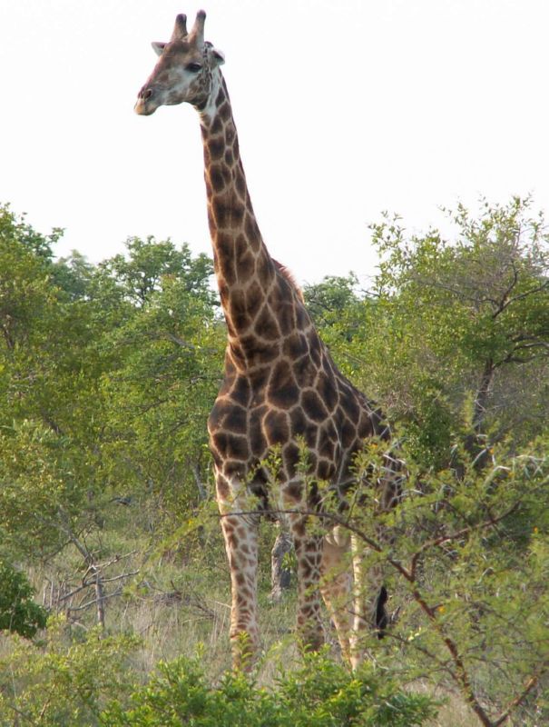 20041201155612.Afrika 0251